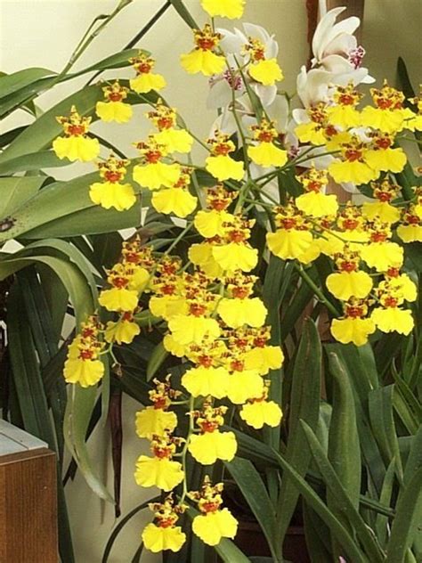 Orchid Care 101: Your Guide to Growing Orchids .